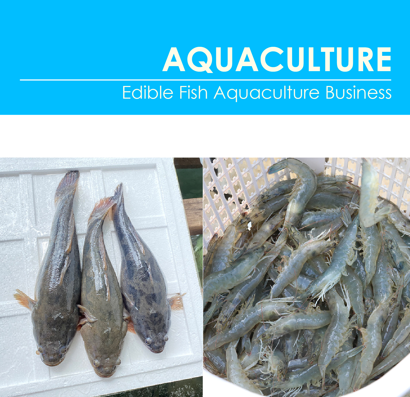 Business Model-Our Business-05.jpg